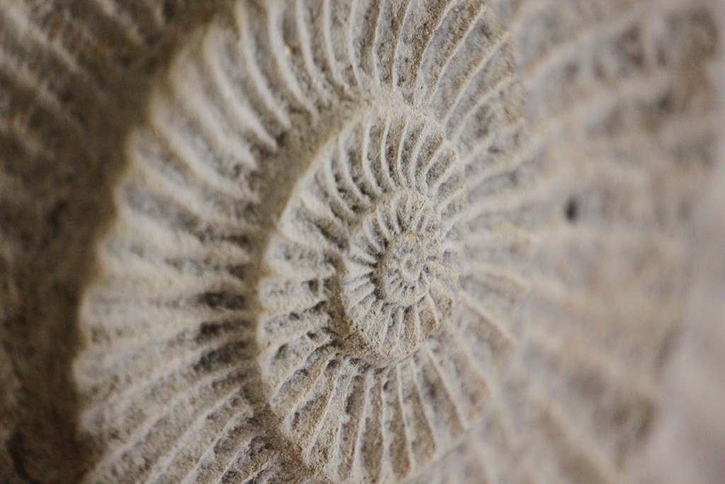 Fossile de Meschers aux grottes de Matata