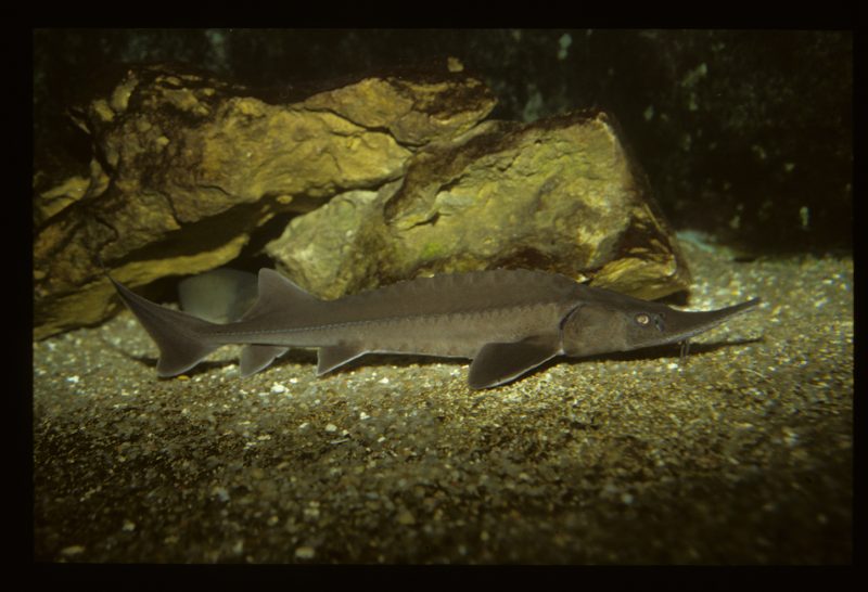 L'écomusée des Grottes de Matata : les aquariums