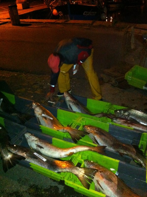 Retour de pêche au maigre - Port de Meschers